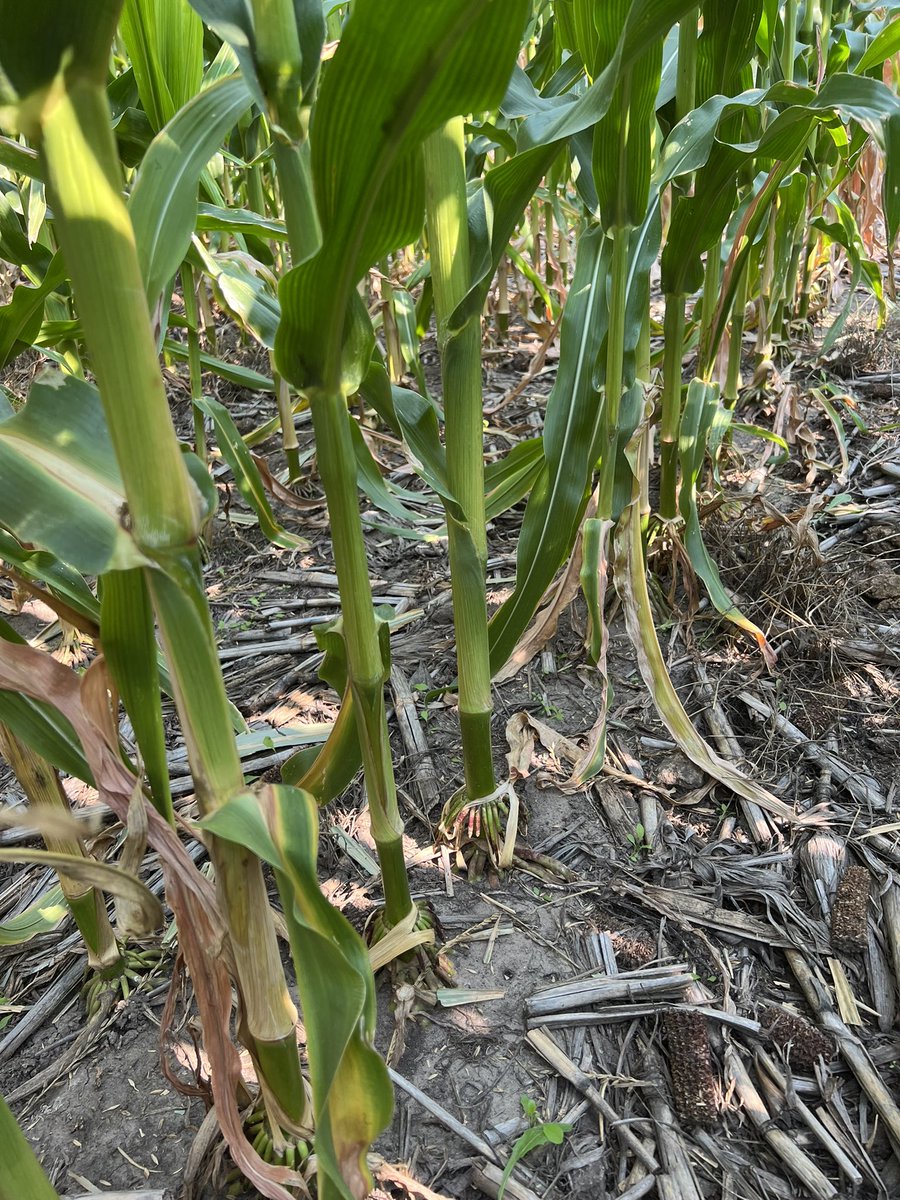 Clayton Kolling tweet media