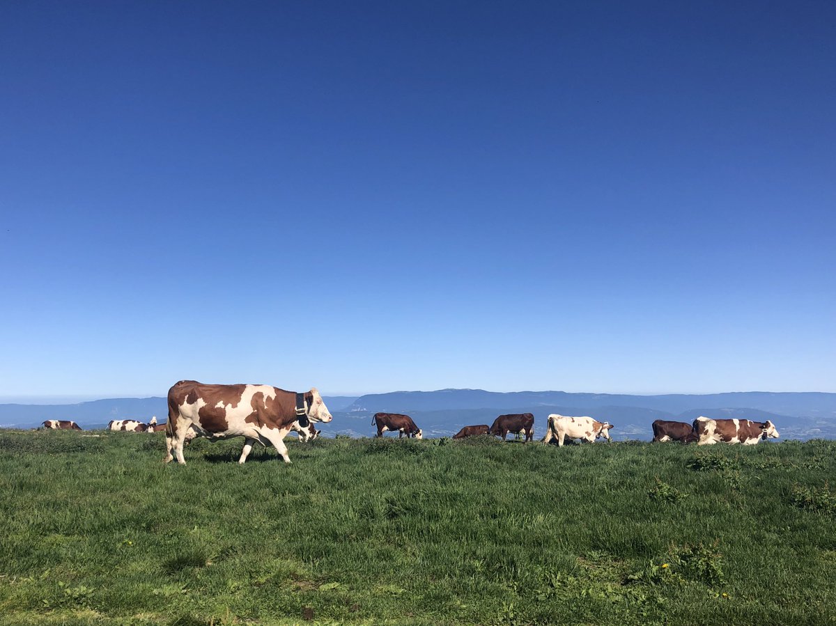 cladelcroix's tweet photo. De retour sur les bancs de l’@IPJdauphine après trois mois d’été à @f3Alpes ! Avec des reportages de la Meije au mont Blanc, les montagnes me manquent (déjà) un peu… 🙈 https://t.co/kECXNEX7Fv