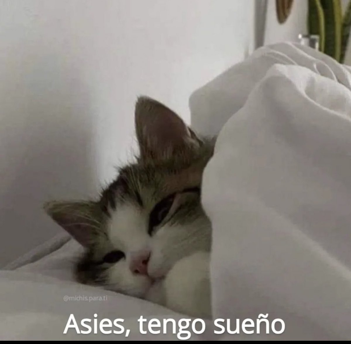 aXoZerr's tweet photo. https://t.co/MjKfEdOZhy