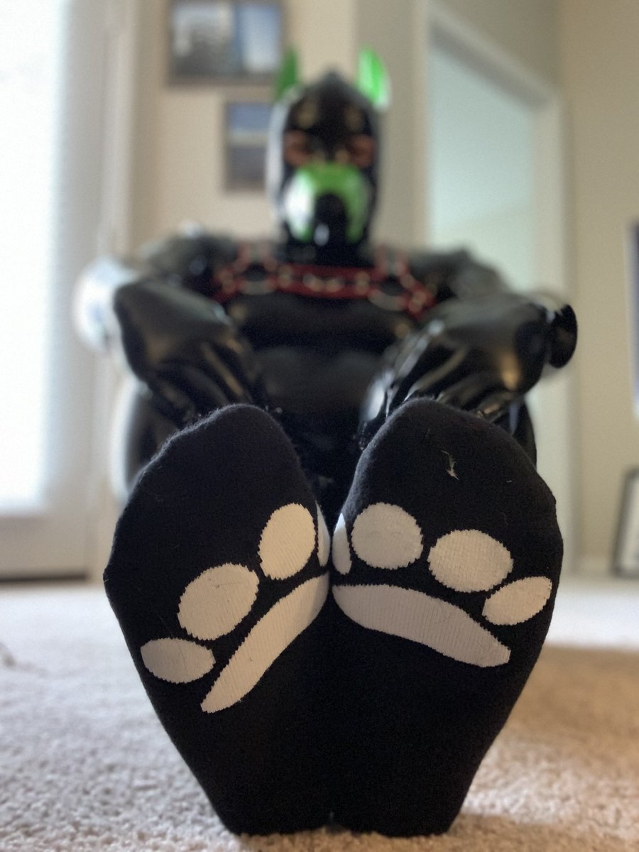 latexneo's tweet photo. I promise there are toesocks under these paws for #toesocktuesday ๐ https://t.co/jUNyghDKQM