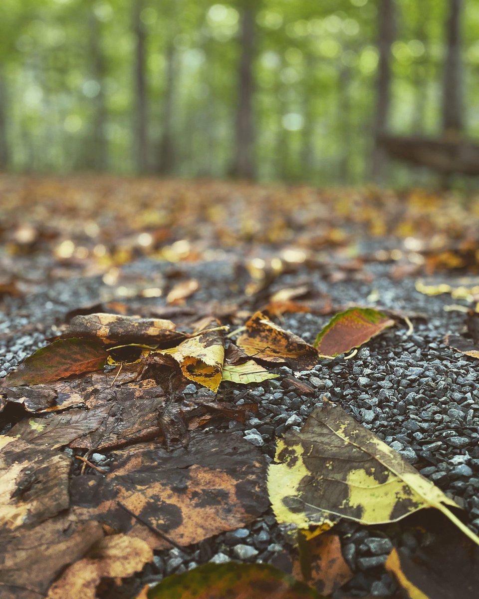 Feeling those fall vibes on the run tonight. I love nature! ❤️ #lifeistrailrunning #fallvibes🍁 #trailrunningviews #falliscoming #runthedirt #3run5