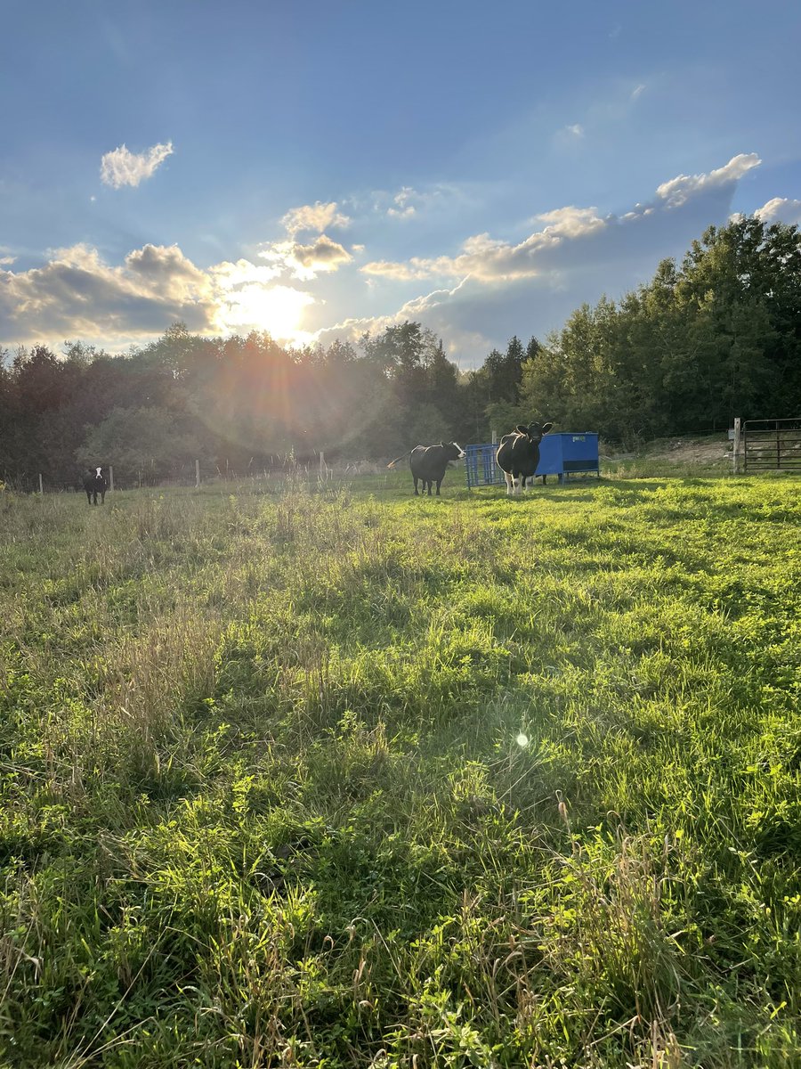 Well… summer is coming to an end but this time of year always makes me excited to see the progress some of our young purebred heifer calves have made over the year!