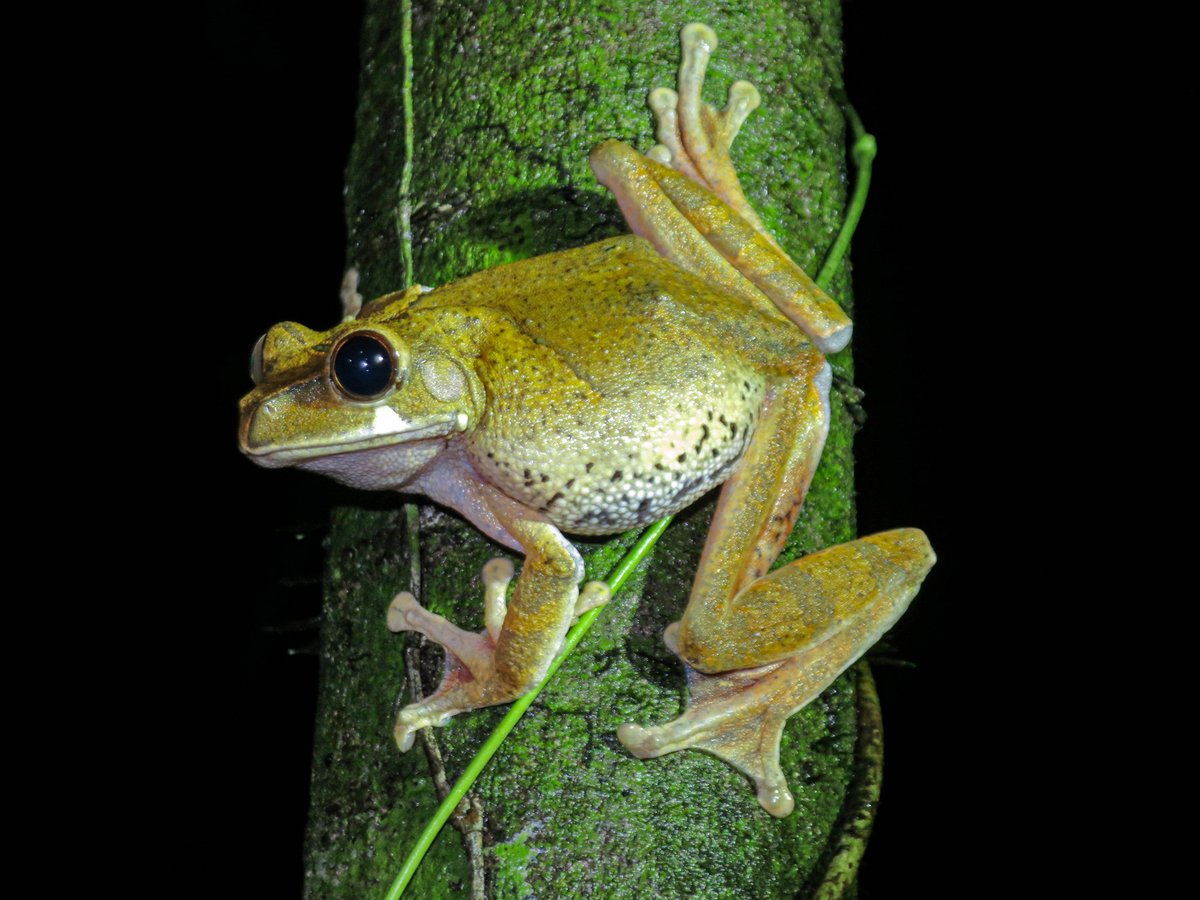 Gaboon Forest Tree Frog (Leptopelis aubryi) from Korup National Park in Cameroon. I look forward to visiting that friendly country again hopefully in the not-too-distant future.