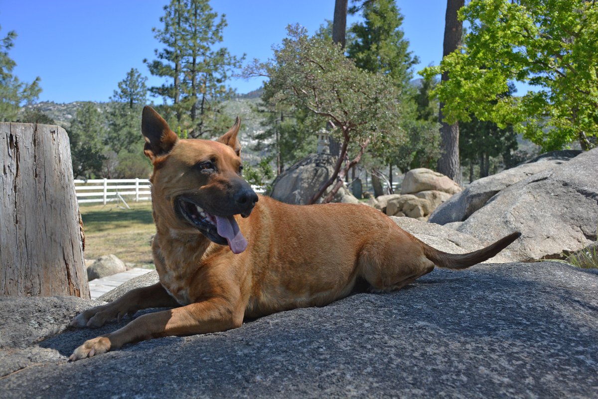 LivingFreeRescu's tweet photo. This month we are asking for #donations to #sponsor Delta. This sweet #rescuedog has been waiting over 6 years to get adopted. By sponsoring her, you are guaranteeing that she will always have a home at our sanctuary.  #Donate today: https://t.co/Tqq8TsBzlk https://t.co/B62r5dlA9F