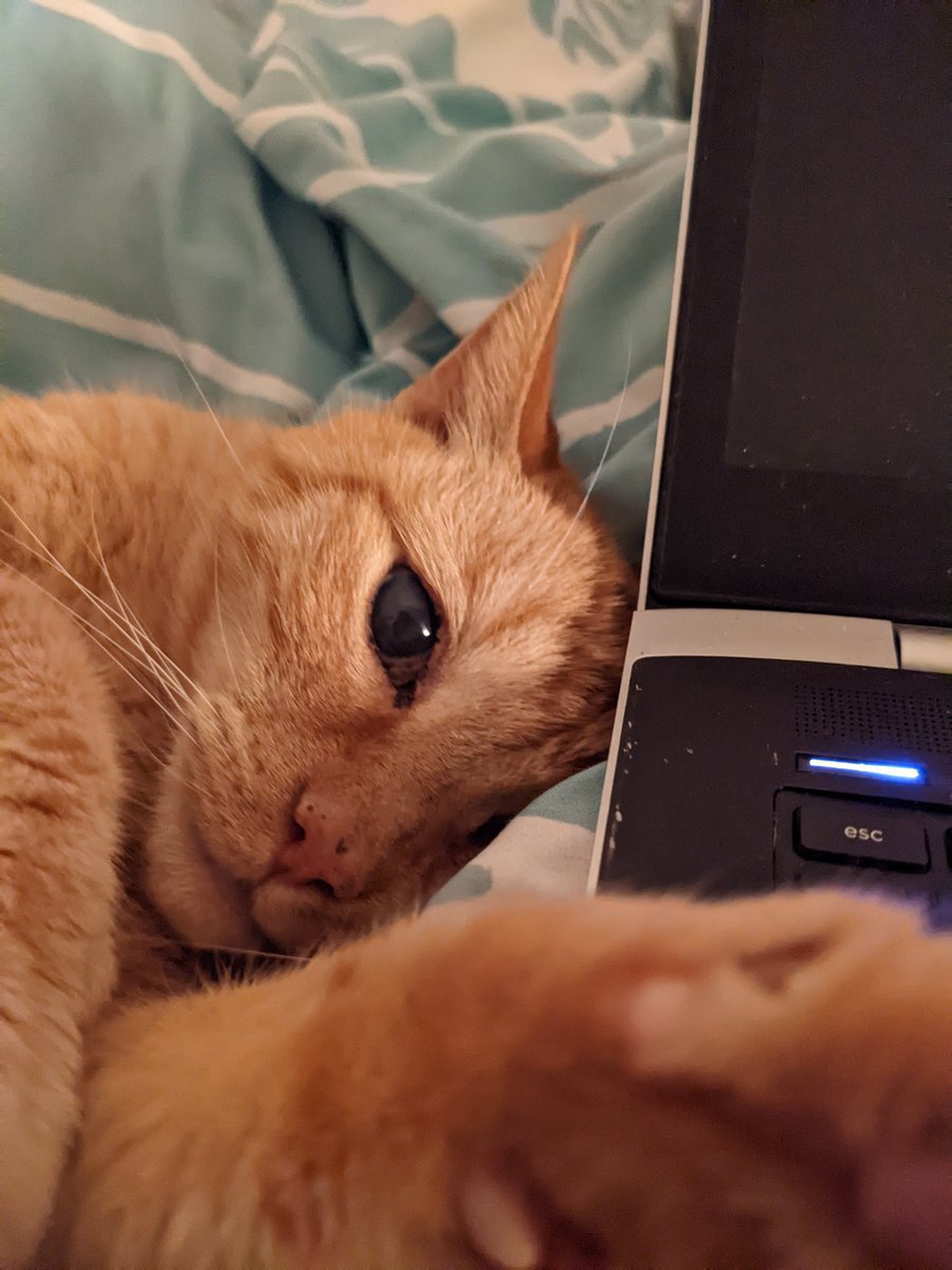 Completely normal pupils #StonerKitty