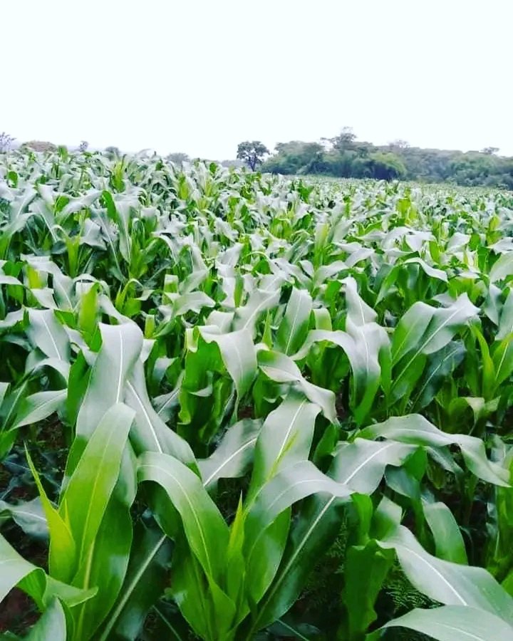 GNRLWLyFy1's tweet photo. #Agriculture #Intégrée
C'est le système dans lequel, l'agriculture trouve le cycle le plus organiser et le plus rentable entre différentes espèces (animales et végétales). Elle permet à l'agriculteur de #minimiser le #coût des #intrants et l'utilisation de #produits #chimiques. https://t.co/MIY9njIhp7