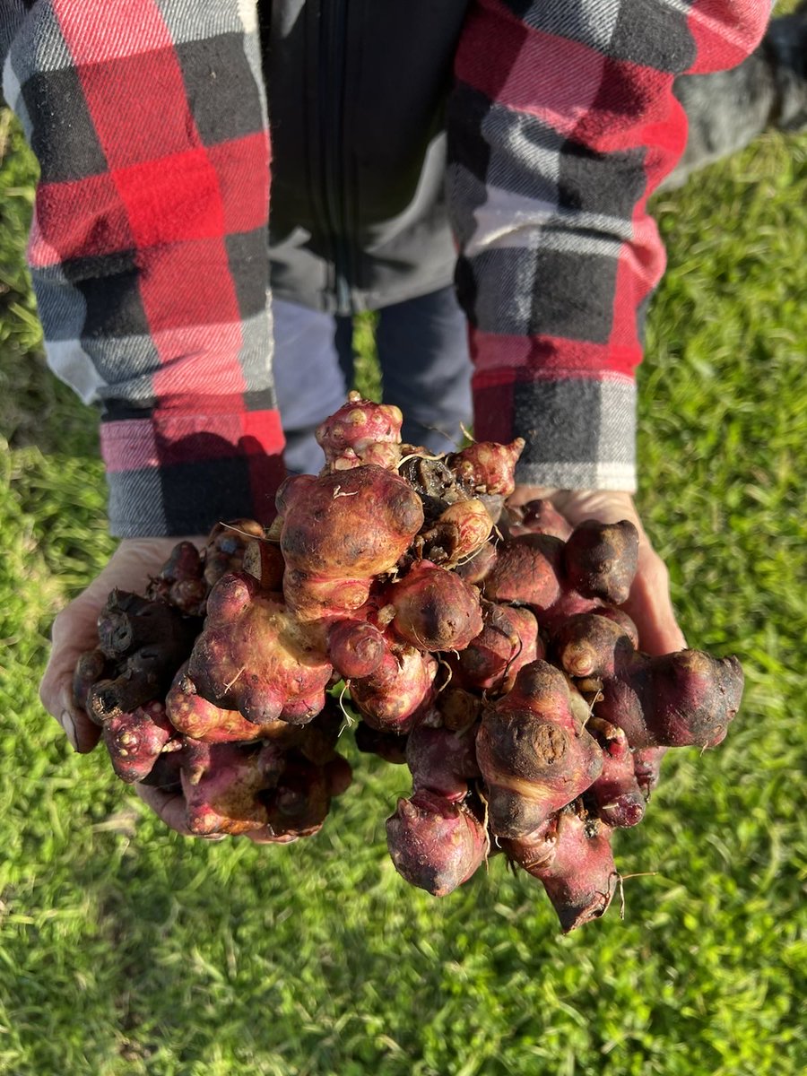 Nutrition Gardening (@nutritiongarden) on Twitter photo Yacon Rhizomes - Special Offer!
Commercial quantities of organic yacon rhizomes from Nutrition Farms – Available now!
Were $39 per kg - Now just $25 per kg
To order contact NTS at 0754729900 or email pa@nutri-tech.com.au Yacon Rhizomes - Special Offer!
Commercial quantities of organic yacon rhizomes from Nutrition Farms – Available now!
Were $39 per kg - Now just $25 per kg
To order contact NTS at 0754729900 or email pa@nutri-tech.com.au