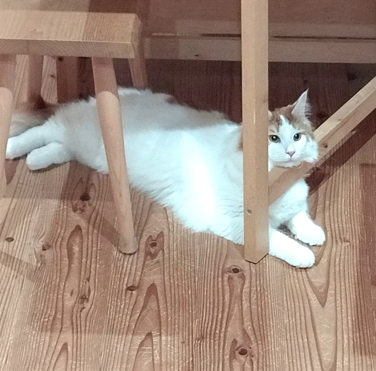 mainecoon_sette's tweet photo. ใใไนใใง ใใฏใใใใใใพใ๐ฑ
#ใกใคใณใฏใผใณ #้ทๆฏ็ซ #็ซ #็ซใฎใใๆฎใใ #ไปๆฅใฎ็ซ #ๆ #ใใฏใใใใใใพใ #ใใไนใ #ใกใใใฉ่ฏใใฎใใช #ใใผใใซใฎไธ #ใๆฐใซๅ
ฅใใฎๅ ดๆ #maincoon #maincoonlovers #maincoonboy #cat #todayscat #goodmorning #chinrest #favoriteplace #underthetable https://t.co/6GXxgfX3wE