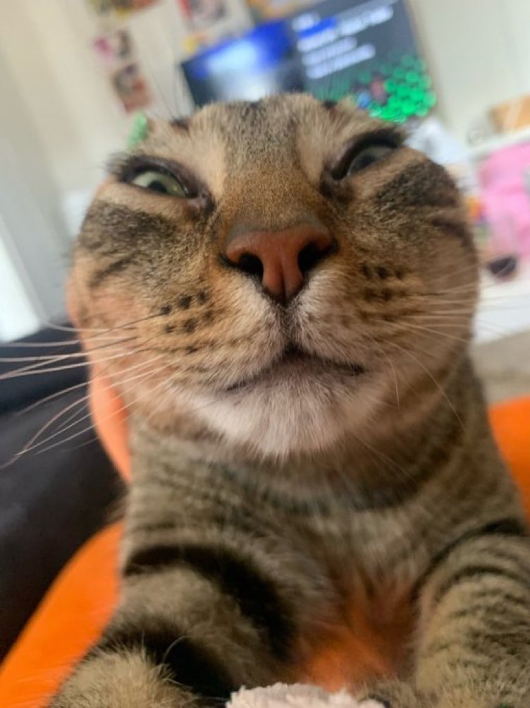 Cats with their heads held back tweet media