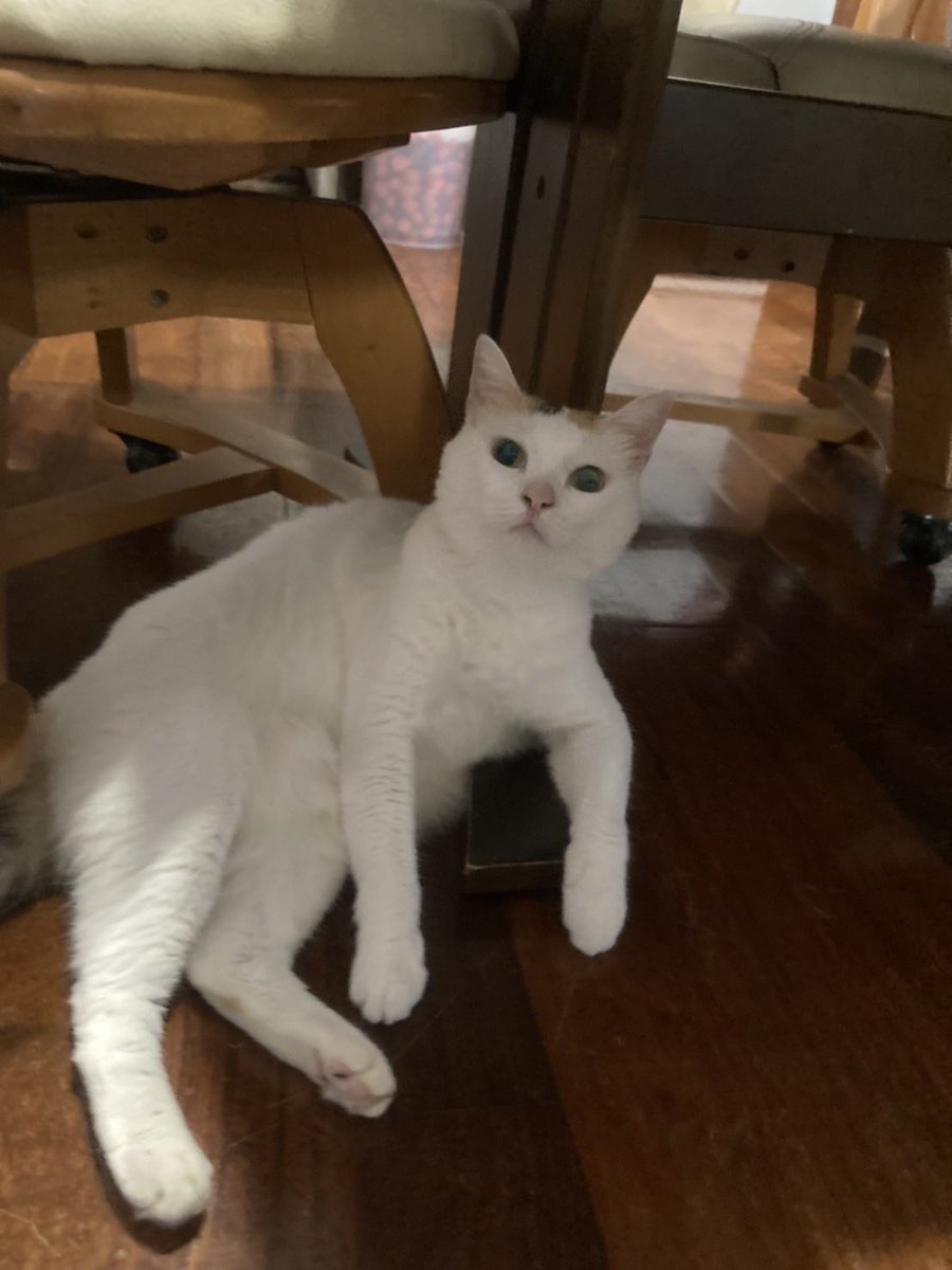 mki49587252's tweet photo. なんか偉そうだな。。。笑
#猫
#日常 https://t.co/5aRIC9HnfF