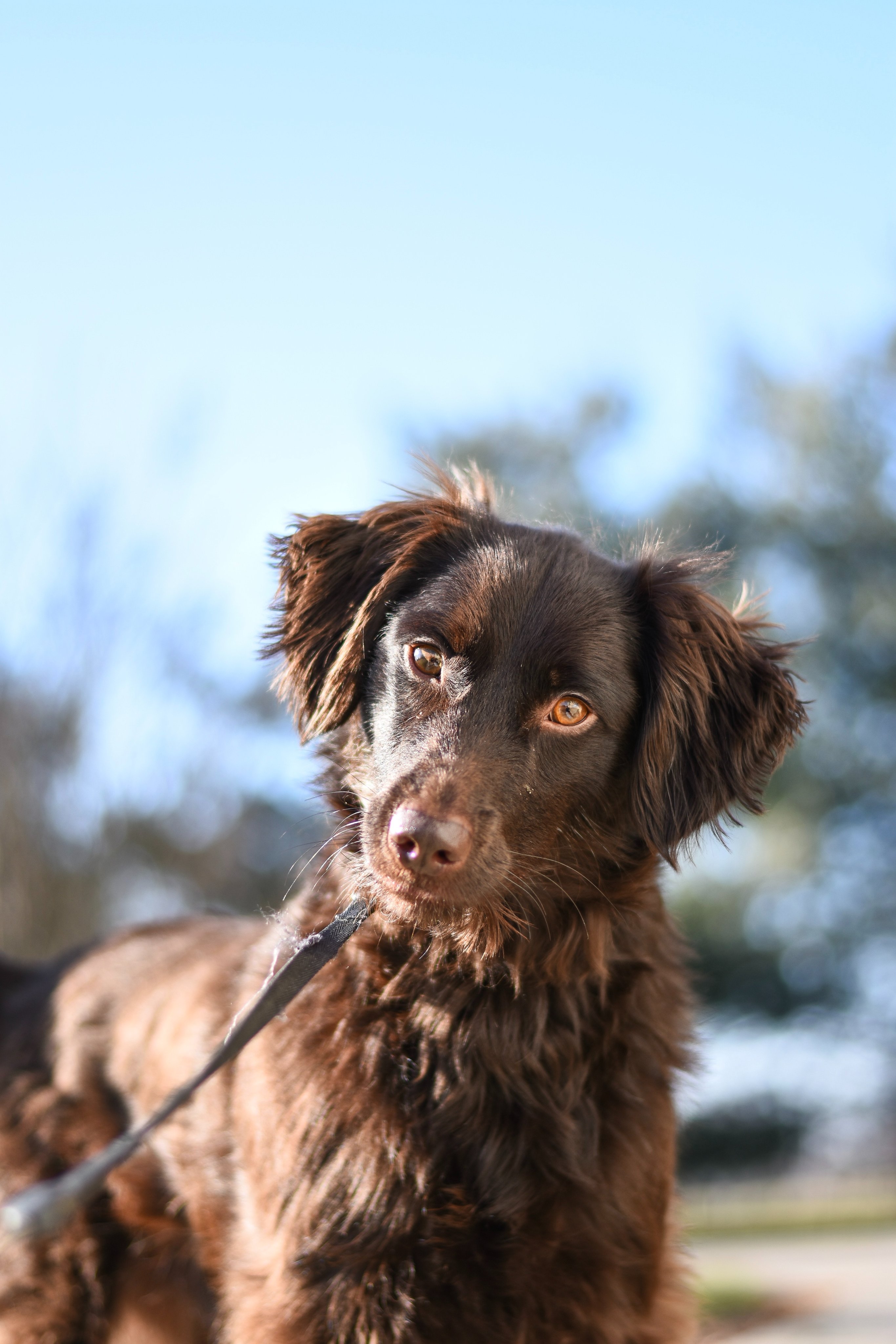 Kent family cheap dog training