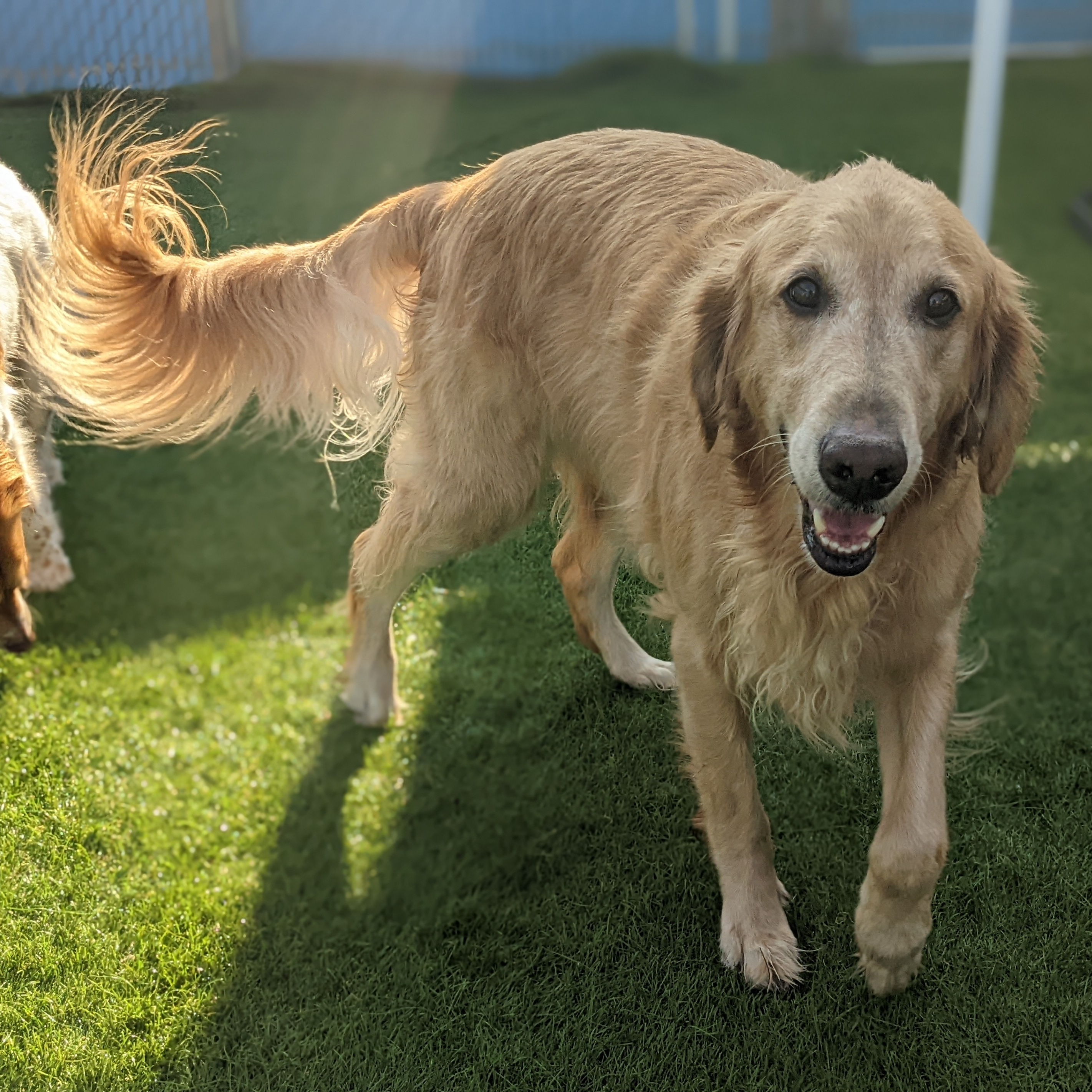 pampered pet inn reviews