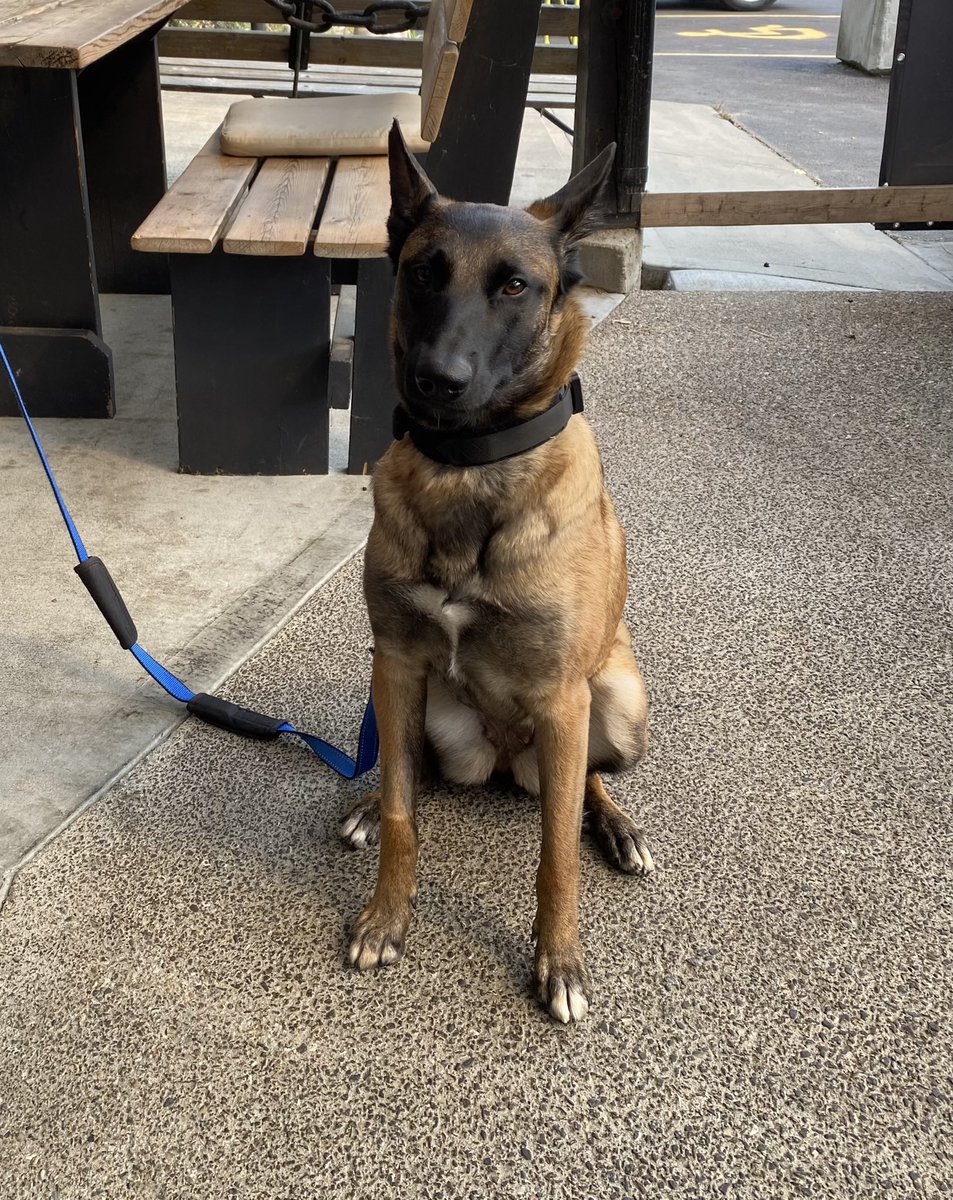 kimdizzne65's tweet photo. Took my sister for a belated birthday lunch at our local pub and met these two. #Lionsheadsmokebrewpub #bestfriesever #malinois #penny #goats #greeneggsandham https://t.co/vMFSMPFgXi