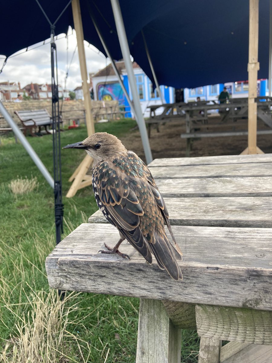 EJKmusic's tweet photo. We made a friend!

#starling #starlings #brighton #hove #nature #birds #bird #feedingthebirds #birdlife #bigbeachcafe #hovelagoon #birdlovers #wildlife #birdlovers #naturelovers #starlingbird https://t.co/20bGzcNxVq