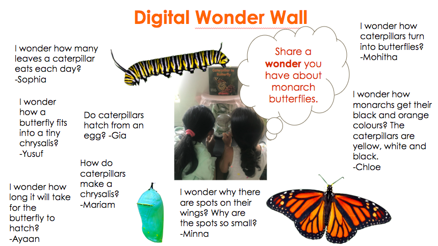Our second school wide read aloud was "I Wonder" by Kari Anne Holt and Kenard Pak. We created a digital "Wonder Wall" documenting our wonders about monarch butterflies and their lifecycle. We have been watching the miracle of metamorphosis LIVE in our classroom!