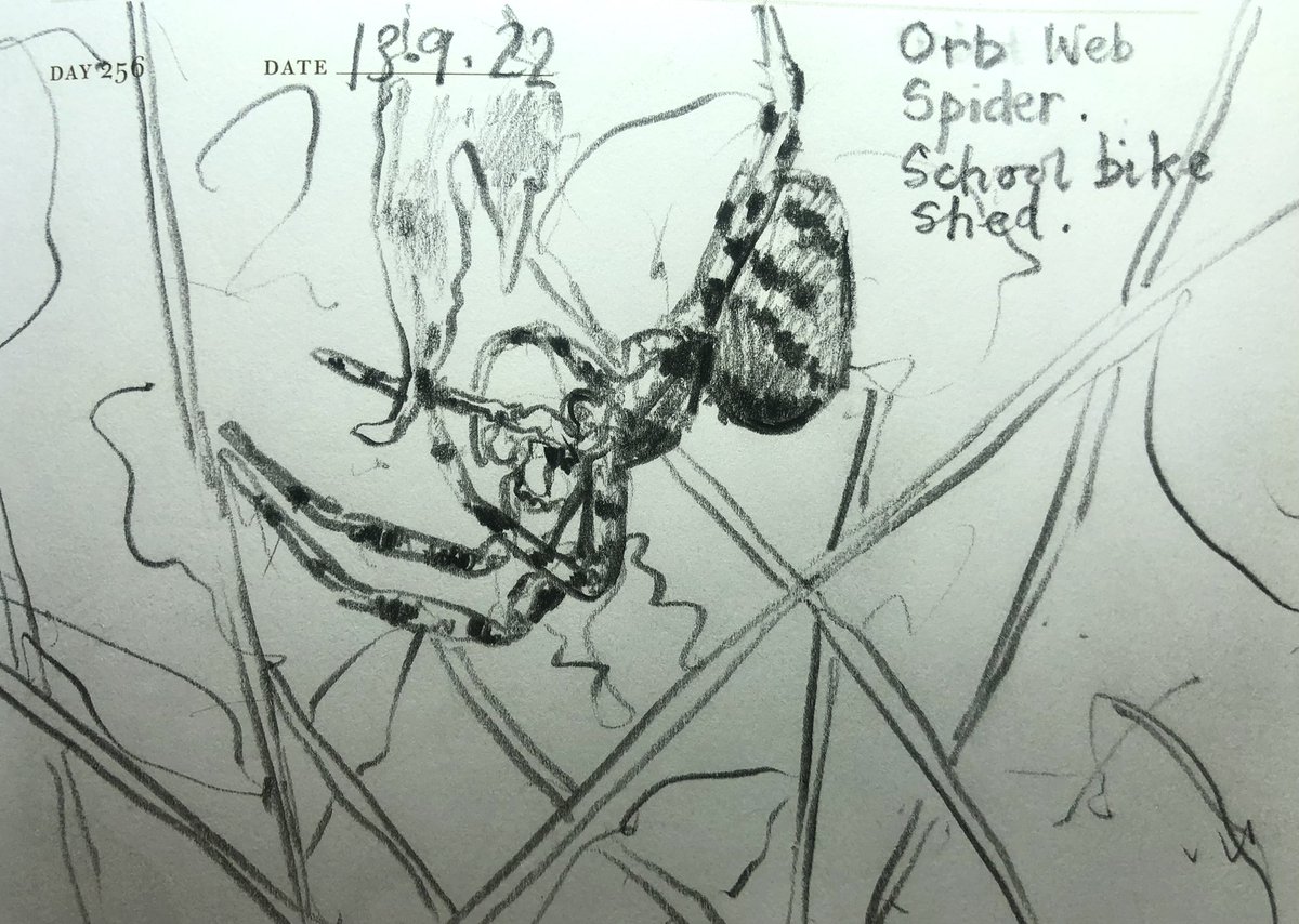 Venster67's tweet photo. One Sketch A Day 13.9.22
‘Orb Web Spider’
School bike shed
#orbwebspider #spider #arachnids #workspider #nature #wildlife #onesketchaday #sketchbook #art #illustration #pencilsketch https://t.co/nzSwxAtwM9