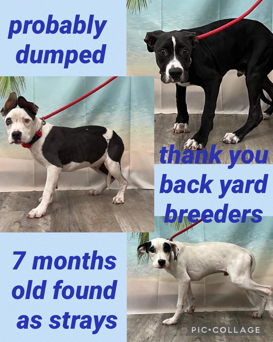 ***URGENT RESCUE NEEDED***

Damien Dean Del can be euthanized for space 

Damien Dean Del Needs shares and pledges for a rescue 

Damien Dean Del found as strays 7 mth old

Damien 
A51055926
Male

Damien 
A51055949
Male 

Damien 
A51055977
Male 

Mount Pleasant 
Mt Pleasant, TX