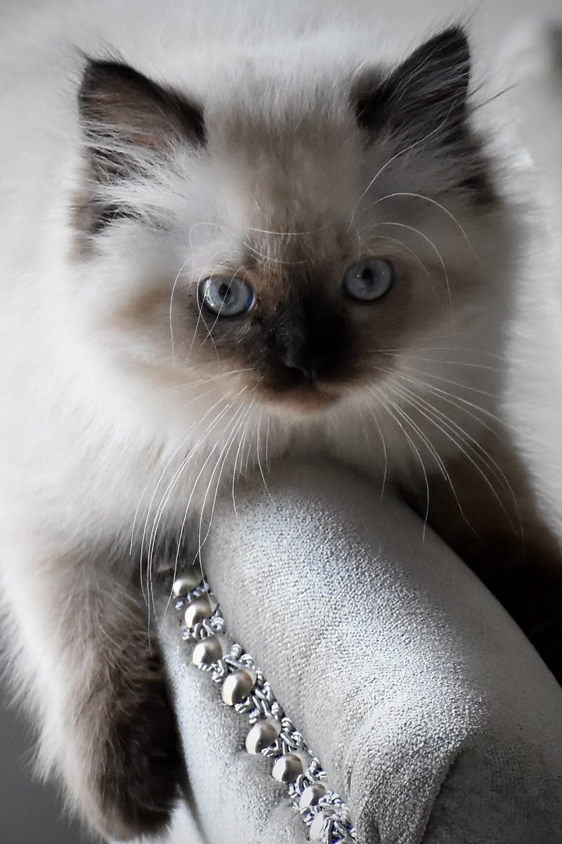 yasheppard's tweet photo. @Wolfiesmom This is Millie https://t.co/6SGAFdpi1Y