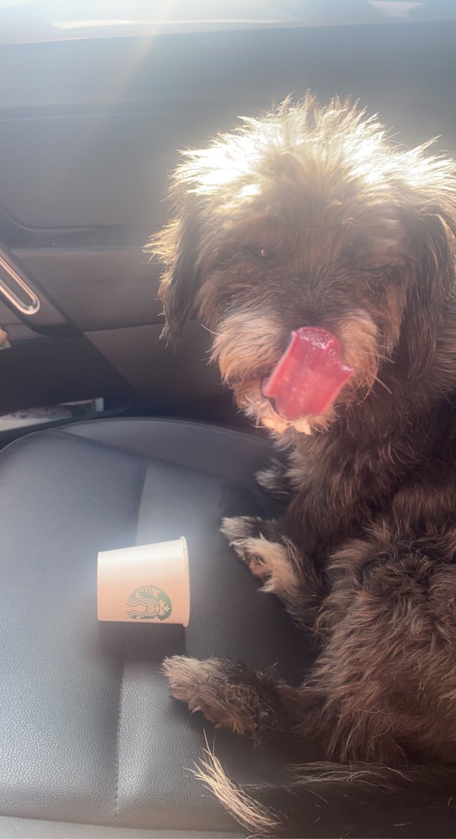 Kneekeyta's tweet photo. A nice afternoon treat for my elderly good boy @Starbucks #cupdrunk https://t.co/fK3hBe4MEF