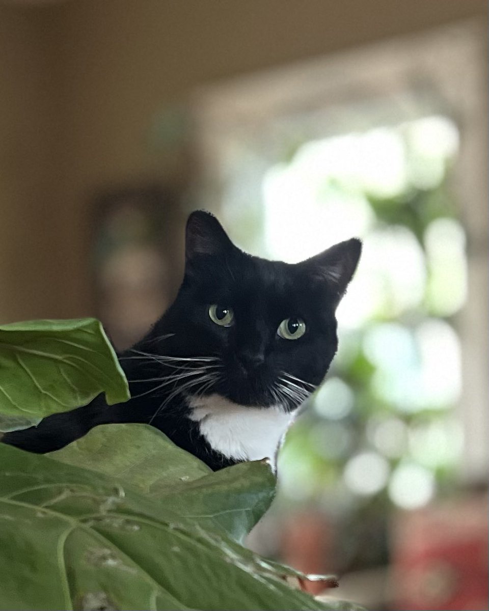 Cooper_Lechat's tweet photo. 💚Peek-a-boo💚how are you? It’s been a while🐈‍⬛ https://t.co/qIwiFkPEUd