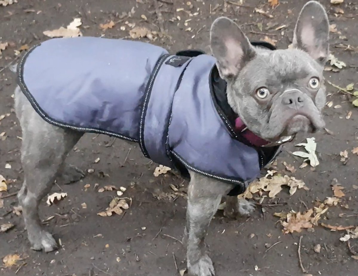 frenchbullycoco's tweet photo. Roaming around in the rain... 🐾

https://t.co/mbiIpgRuJ4
 
#ParkLife #Walkies #FrenchieFriends #FrenchiePlaytime #FrenchieFun #FrenchBulldog #FrenchBulldogLovers #FrenchieLife #FrenchieLove #UKFrenchie #FrenchieCrew #FrenchieSociety #DogsLife #PuppyLove #DogOfTheDay https://t.co/8AYb1685OG