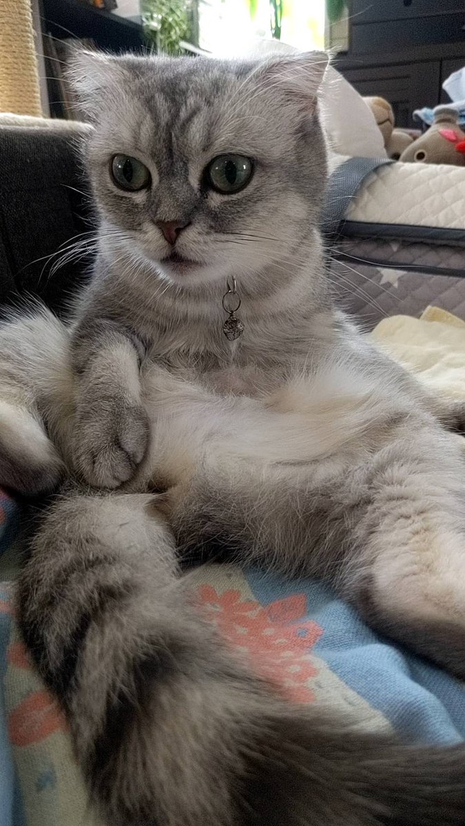 やっぱスコティッシュフォールドはスコ座りするみたい🐈‍⬛

#親子 #ねこ #猫 #cat #こねこ #マンチカン #スコティッシュフォールド #猫のいる暮らし #猫好き