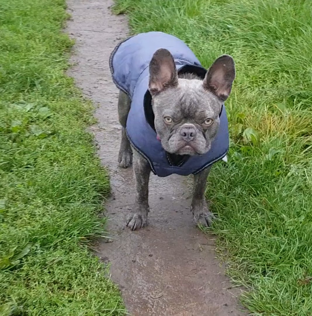 frenchbullycoco's tweet photo. Roaming around in the rain... 🐾

https://t.co/mbiIpgRuJ4
 
#ParkLife #Walkies #FrenchieFriends #FrenchiePlaytime #FrenchieFun #FrenchBulldog #FrenchBulldogLovers #FrenchieLife #FrenchieLove #UKFrenchie #FrenchieCrew #FrenchieSociety #DogsLife #PuppyLove #DogOfTheDay https://t.co/8AYb1685OG