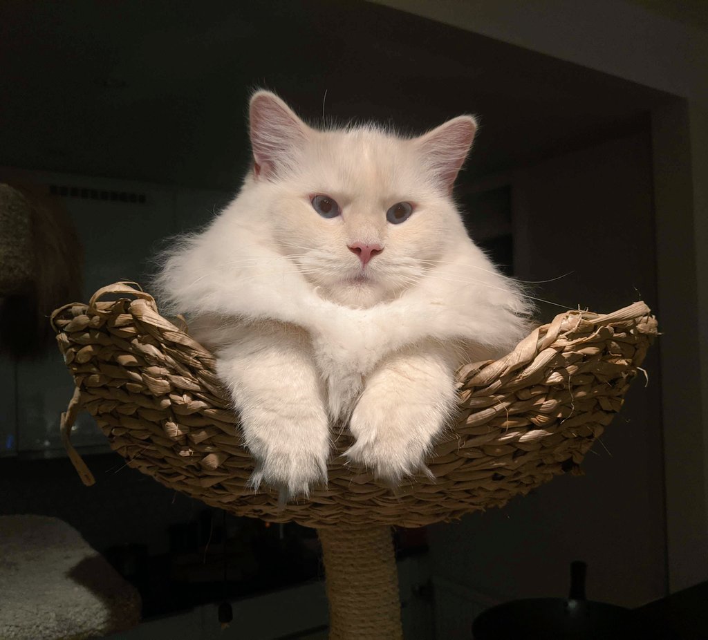 Freya Holmér tweet media