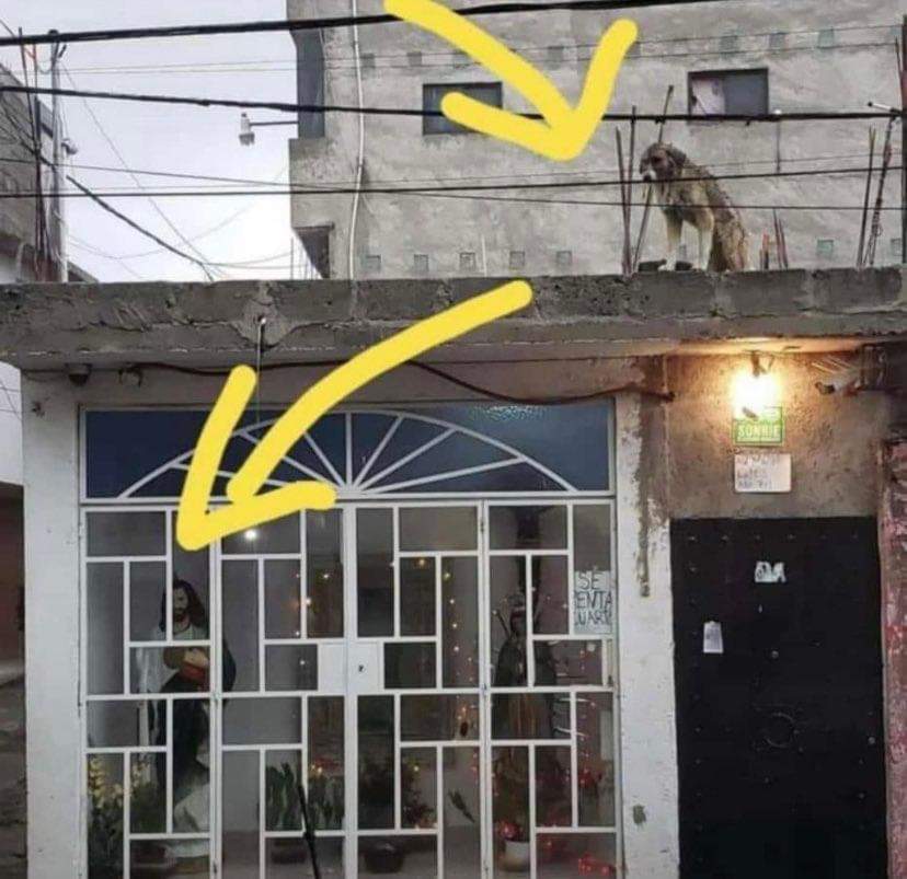 Apasionados por los perros (EduCan Training) tweet media