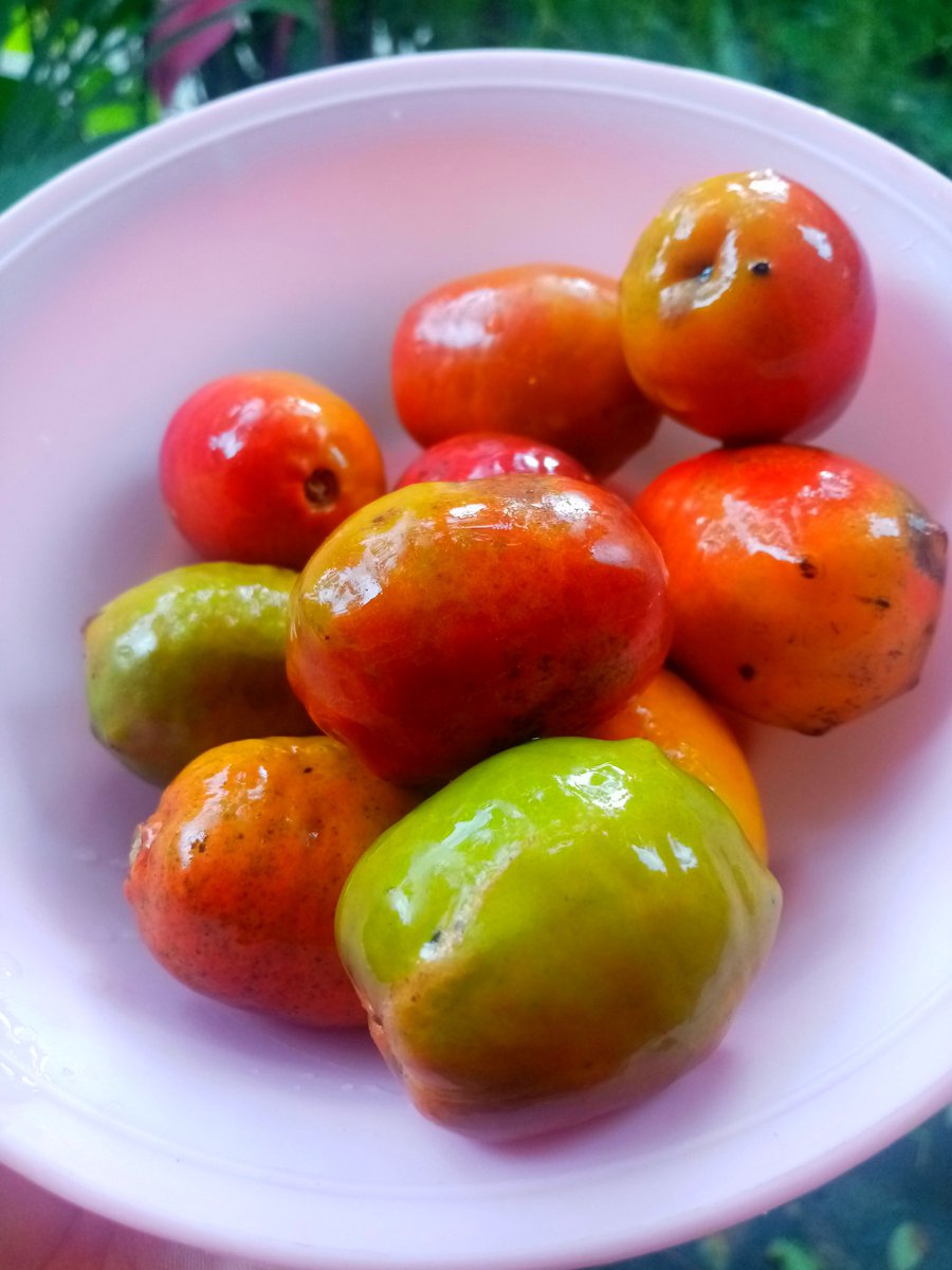 NubiaSv_'s tweet photo. La respectiva degustación. 😍🤤
#Jocotes https://t.co/sQ1TCdszYH