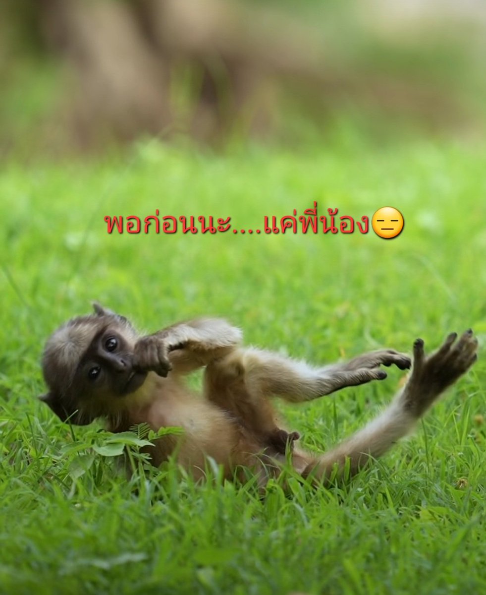 CRI_again's tweet image. ขอแฟนครับ..ไม่ได้ขอพี่น้อง