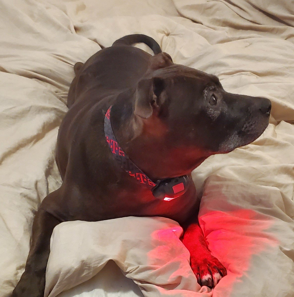 We will be safe on his nightly walk. Thanks <a href="/TMobile/">T-Mobile</a> #TMobileTuesdays