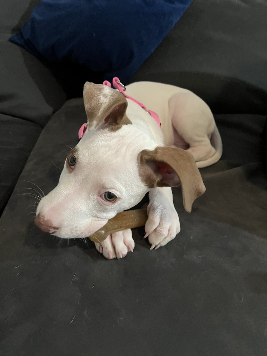 HighGloveSide25's tweet image. World… meet Mozzarella and her balsamic ears @darth