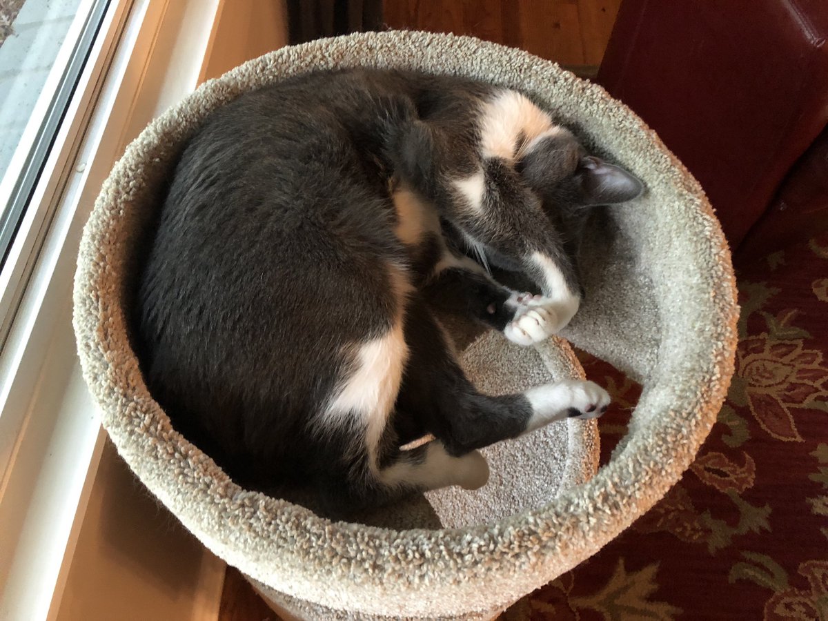 smsdselzer's tweet photo. I’m pretty sure Oliver is the cutest and funniest kitty cat. @sofastm will try dispute this. All photos were taken within 45 seconds. https://t.co/h6IRE2aoHB