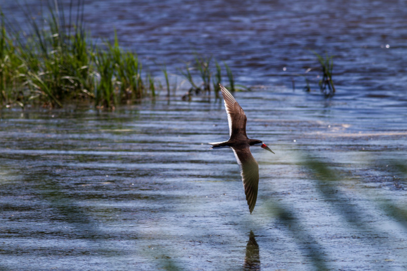 Discover_SC's tweet photo. Explore the wildlife refuges of South Carolina this Fall. Discover a nature filled adventure at Cape Romain, Waccamaw and Santee Wildlife Refuges. https://t.co/6fuTL2TKp8 #DiscoverSC #FallinSC https://t.co/G0iHpFvXcc