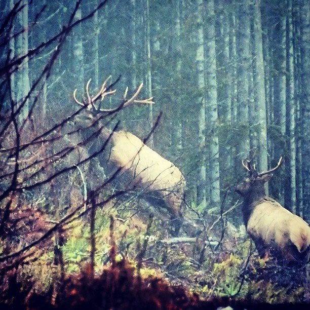 TheRealDane10's tweet image. Time to place a stock and fill that freezer  🏹 #rooseveltelk  #bugling