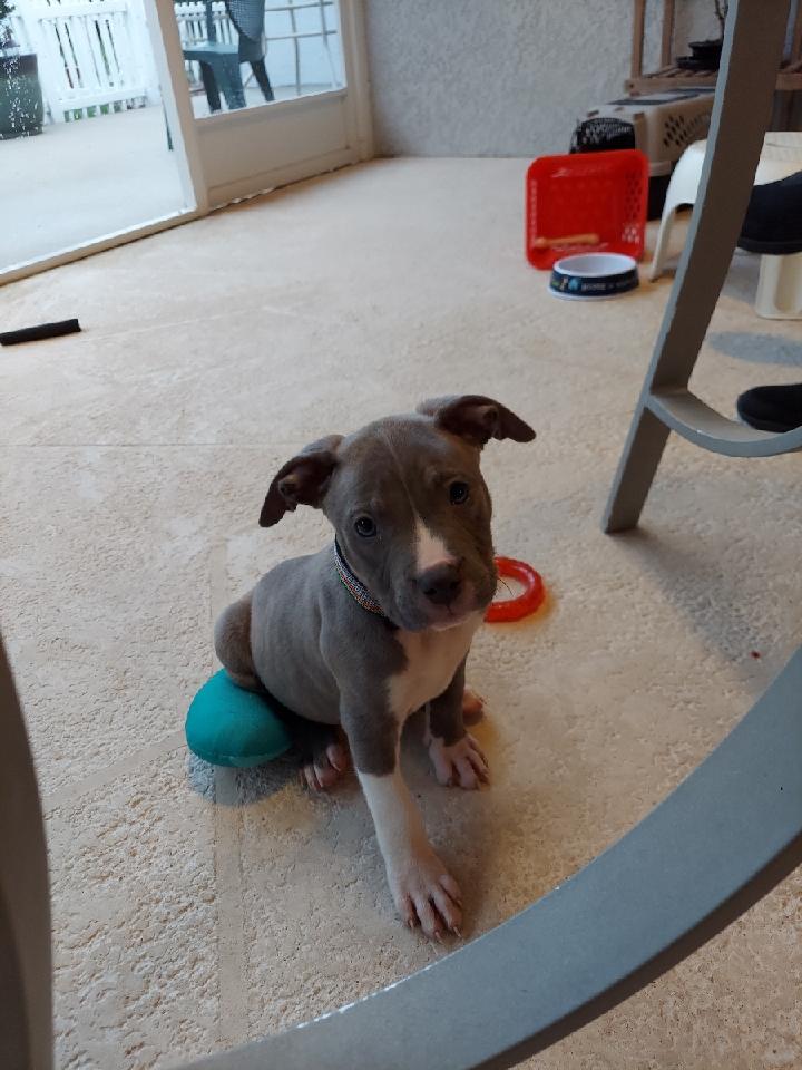 TheNearFarExp's tweet photo. @GravanoTheBull Meet Sammy "The Pit Bull". 😁 https://t.co/tCYd94TRiR