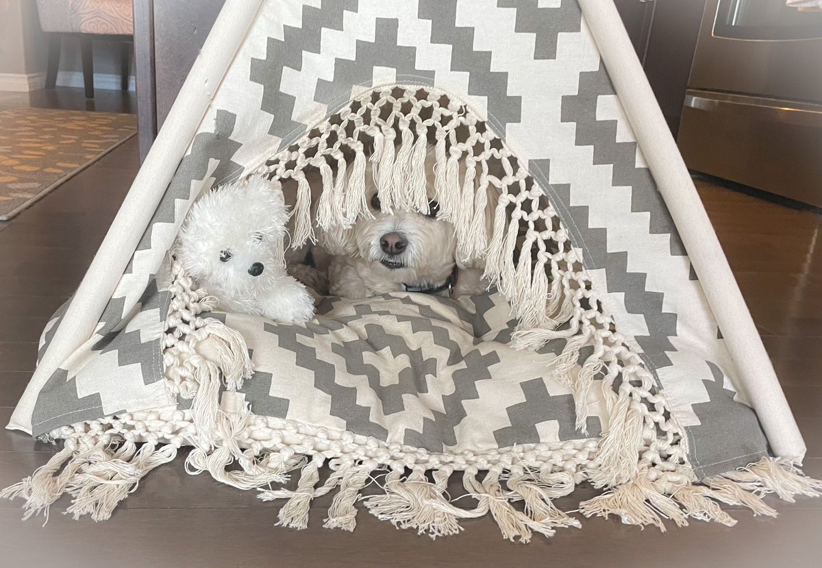 Friends,…I’m in my tent with Puffball &amp; we are waiting for supper! My tent is near the kitchen &amp; my nose knows when supper is ready! Isn’t Puffball cute? I don’t even need to share food with her! Everyone should have a Puffball like I do!❤️
#dogsoftwitter #dogs #Tuesday #cute