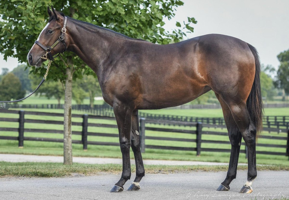 On the board at @keeneland for client Volcanic Racing partnering with Joey Platts with the purchase of Hip 340 from @mtbrilliant for $500k. The classy Medaglia d’Oro filly from @JuddmonteFarms famous Hasili family will go into training with @PhilDamato11.