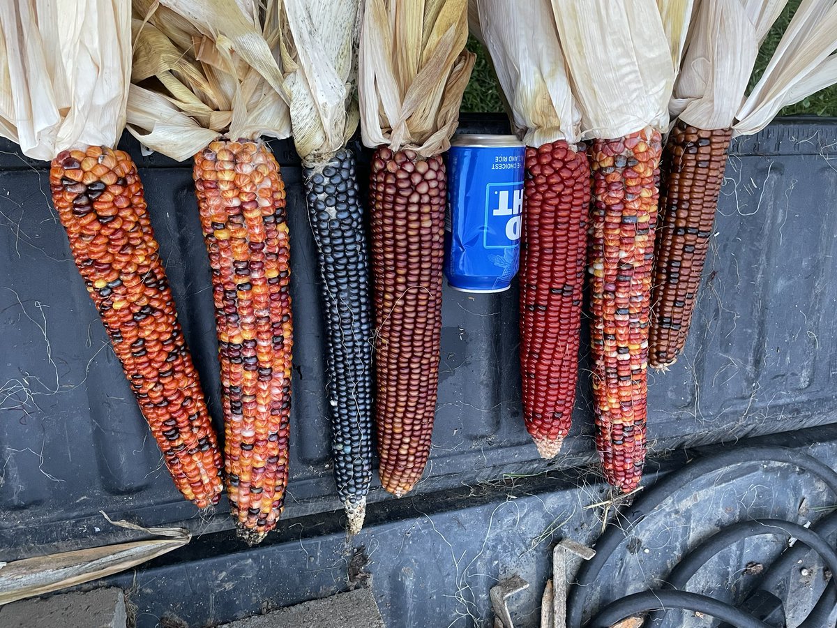 Rossvilleseed's tweet photo. Found some corn tonight! Waiting on two more varieties to finish out still and we will be done. https://t.co/R2WDLaCTxl