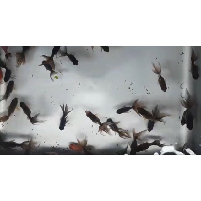 Saya menjual Hiasan kolam koki bali seharga Rp60.000. Dapatkan di Shopee sekarang! shopee.co.id/harry_parmana/… #ShopeeID