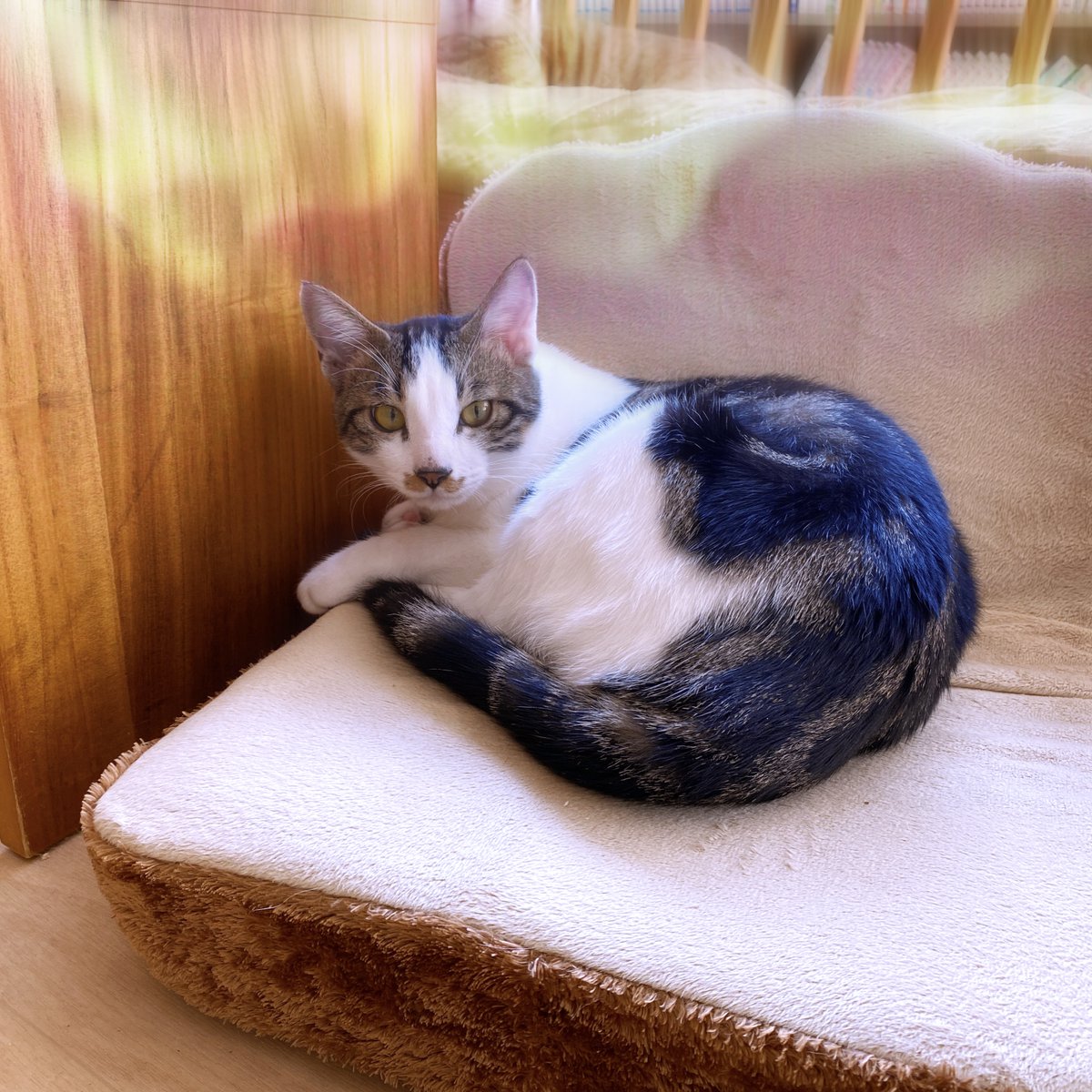 obi_wan_eclipse's tweet photo. #猫式 #cat #ShotoniPhone #Hipstamatic #BoKaap #MidnightSunAS https://t.co/EnQpuH9FgE