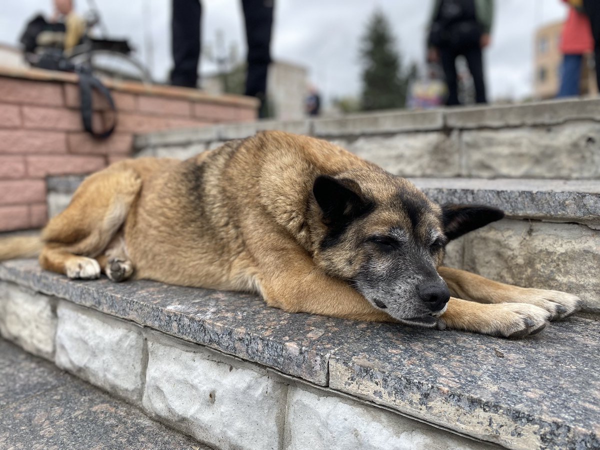 IAPonomarenko's tweet photo. A doggo of Kharkiv Oblast.
The first thing one needs to do after entering a just-liberated city is to show some good attitude to local stray dogs seeking human attention.
They have had a hard time under  occupation, too. https://t.co/nWbTjDTuYj