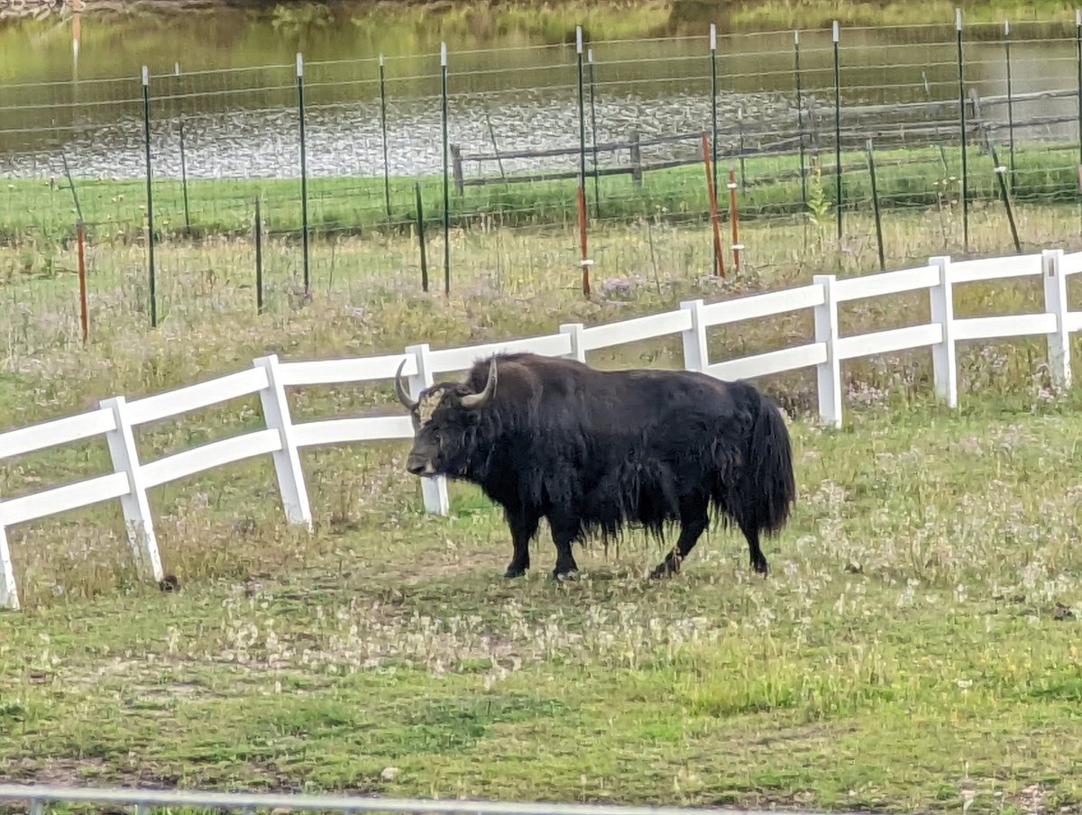thewoolleyman's tweet image. There's yaks at the Airbnb where I'm visiting with my mother in Colorado. I'm tempted to go shave them, but I'll have to resist.
#ProgrammerJoke