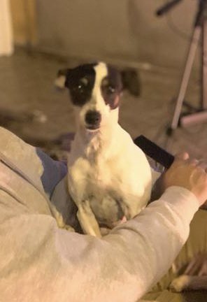 palivp's tweet photo. Se busca perrita fox terrier Puppy extraviada en sector Rica Aventura/ oficina Lina / Benito Ocampo aprox 21:30 #Antofagasta 🙏🏻🙏🏻🙏🏻🙏🏻 https://t.co/sx0FX1Wib4