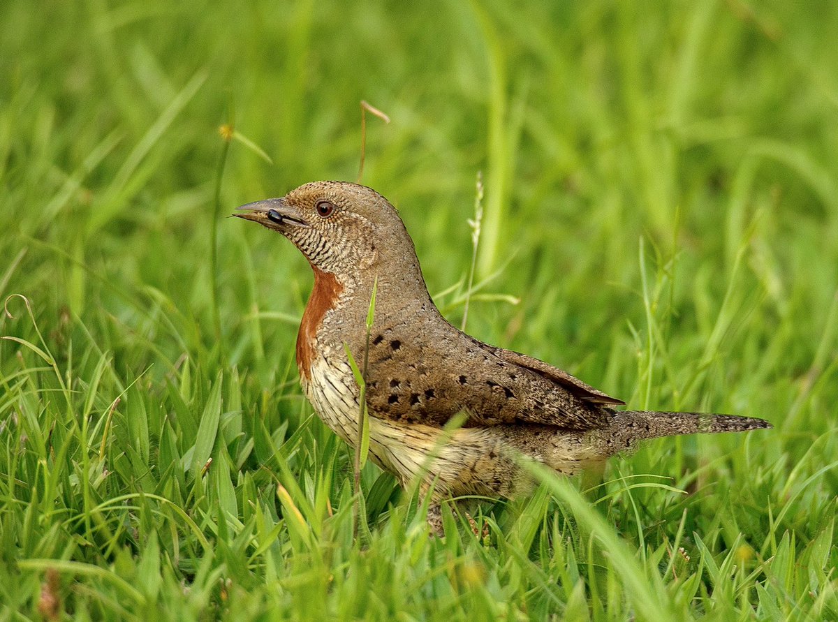 Manzi Eric (@manzieric_rw) on Twitter photo A beautiful Red throated wryneck enjoys a snack, in the short grass <a href="/rushelkivu/">Rushel Kivu Resort</a> . A rare bird commonly sighted on the banks of Lake Kivu in Rwanda.
#BirdsSeenIn2022 #birdphotography #nature #wildlife #wild #bird #birding #travel #rwanda #africa <a href="/Britnatureguide/">The British Nature Guide</a> <a href="/global_birding/">Global Birding</a> A beautiful Red throated wryneck enjoys a snack, in the short grass <a href="/rushelkivu/">Rushel Kivu Resort</a> . A rare bird commonly sighted on the banks of Lake Kivu in Rwanda.
#BirdsSeenIn2022 #birdphotography #nature #wildlife #wild #bird #birding #travel #rwanda #africa <a href="/Britnatureguide/">The British Nature Guide</a> <a href="/global_birding/">Global Birding</a>