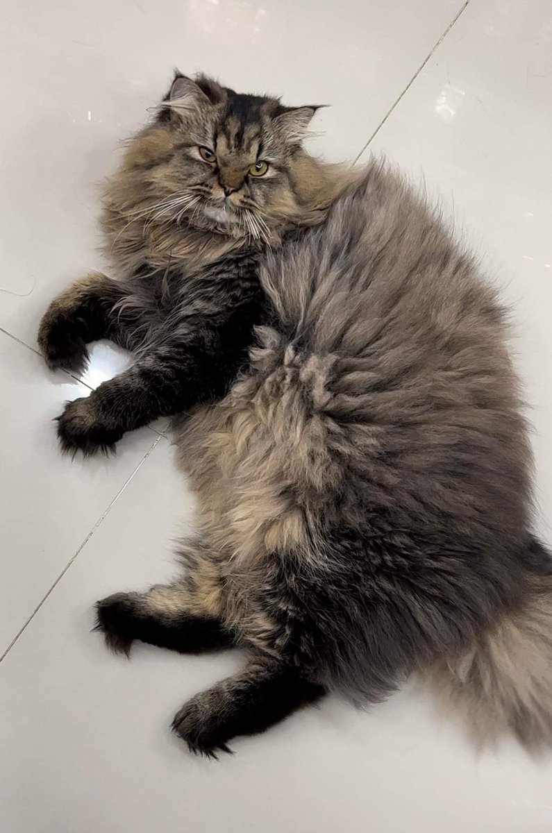 NaNiJunG1998's tweet photo. พ่อหนุ่มขนพอง อลอวยกับขนที่สุดในบ้าน
#Innerfamilys #Tikger #Cats #cats #catsoftwitter #แมวอ้วน #แมวน่ารัก #แมวลายเสือ https://t.co/K8RuOLOjHH
