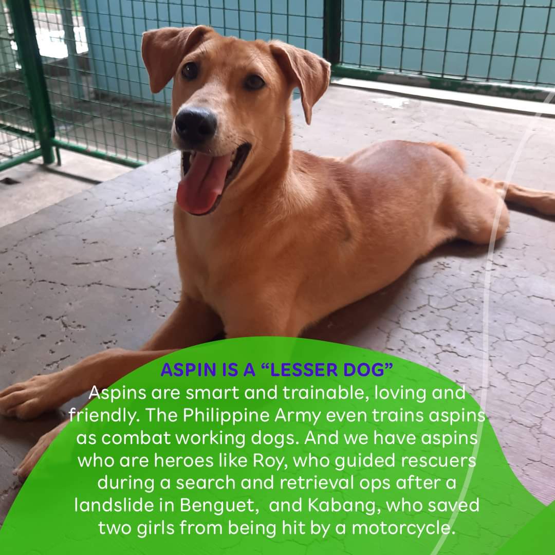 PAWSPhilippines's tweet photo. All doggos are good doggos. Period!

Kaya naman our very own aspin ay dapat mahalin din! But some misconceptions can keep people from appreciating these amazing dogs. 

Ito ang ilang mga haka-haka, kuro-kuro, at maling akala tungkol sa aspin na hindi naman pala totoo! https://t.co/WfWhlpdkau