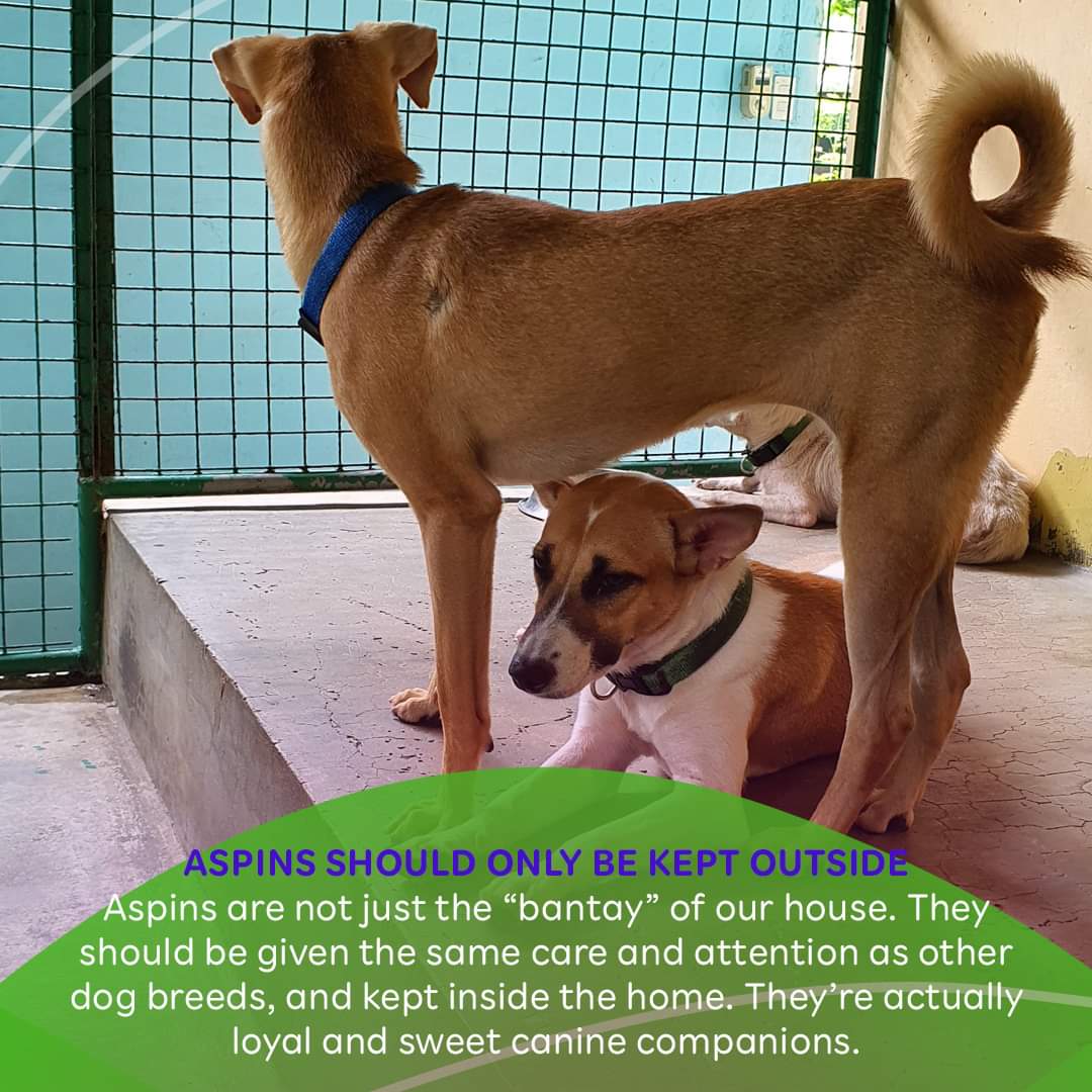 PAWSPhilippines's tweet photo. All doggos are good doggos. Period!

Kaya naman our very own aspin ay dapat mahalin din! But some misconceptions can keep people from appreciating these amazing dogs. 

Ito ang ilang mga haka-haka, kuro-kuro, at maling akala tungkol sa aspin na hindi naman pala totoo! https://t.co/WfWhlpdkau