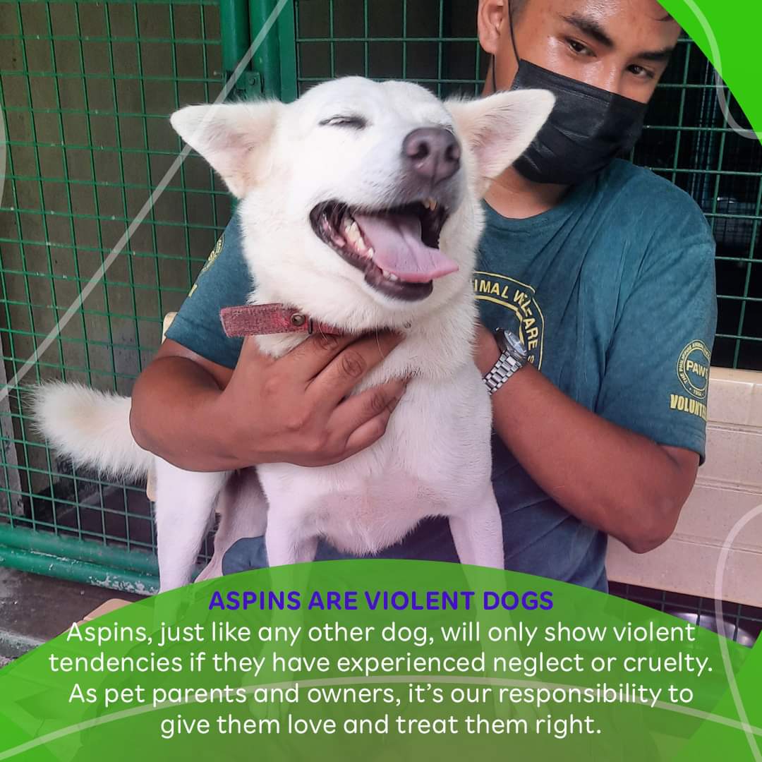 PAWSPhilippines's tweet photo. All doggos are good doggos. Period!

Kaya naman our very own aspin ay dapat mahalin din! But some misconceptions can keep people from appreciating these amazing dogs. 

Ito ang ilang mga haka-haka, kuro-kuro, at maling akala tungkol sa aspin na hindi naman pala totoo! https://t.co/WfWhlpdkau